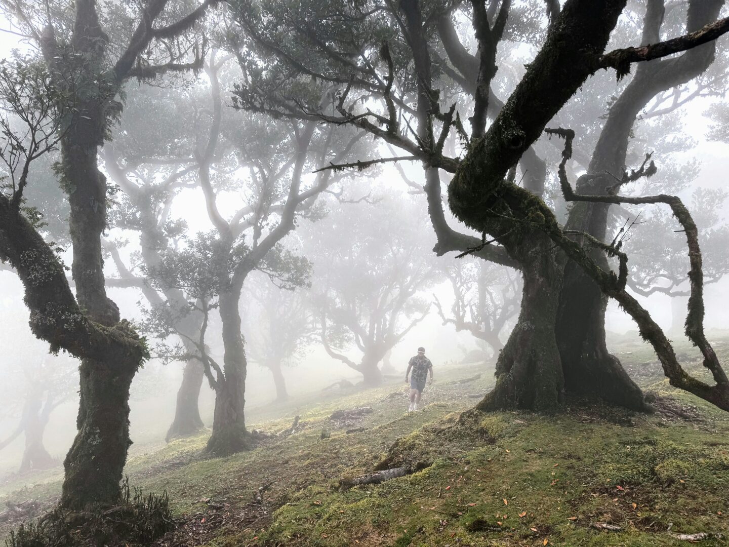 Persona che cammina in una foresta avvolta dalla nebbia, simbolo del passaggio dalla confusione alla chiarezza